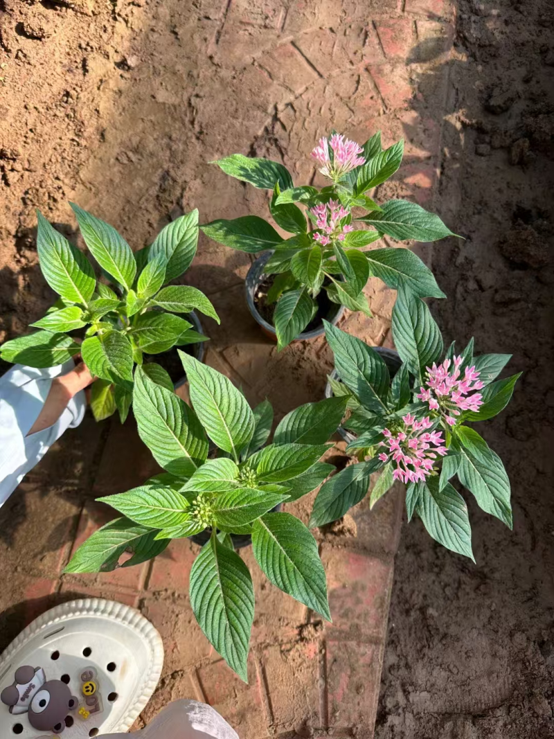 繁星花基地直发品种齐全技术指导量大优惠对接全国