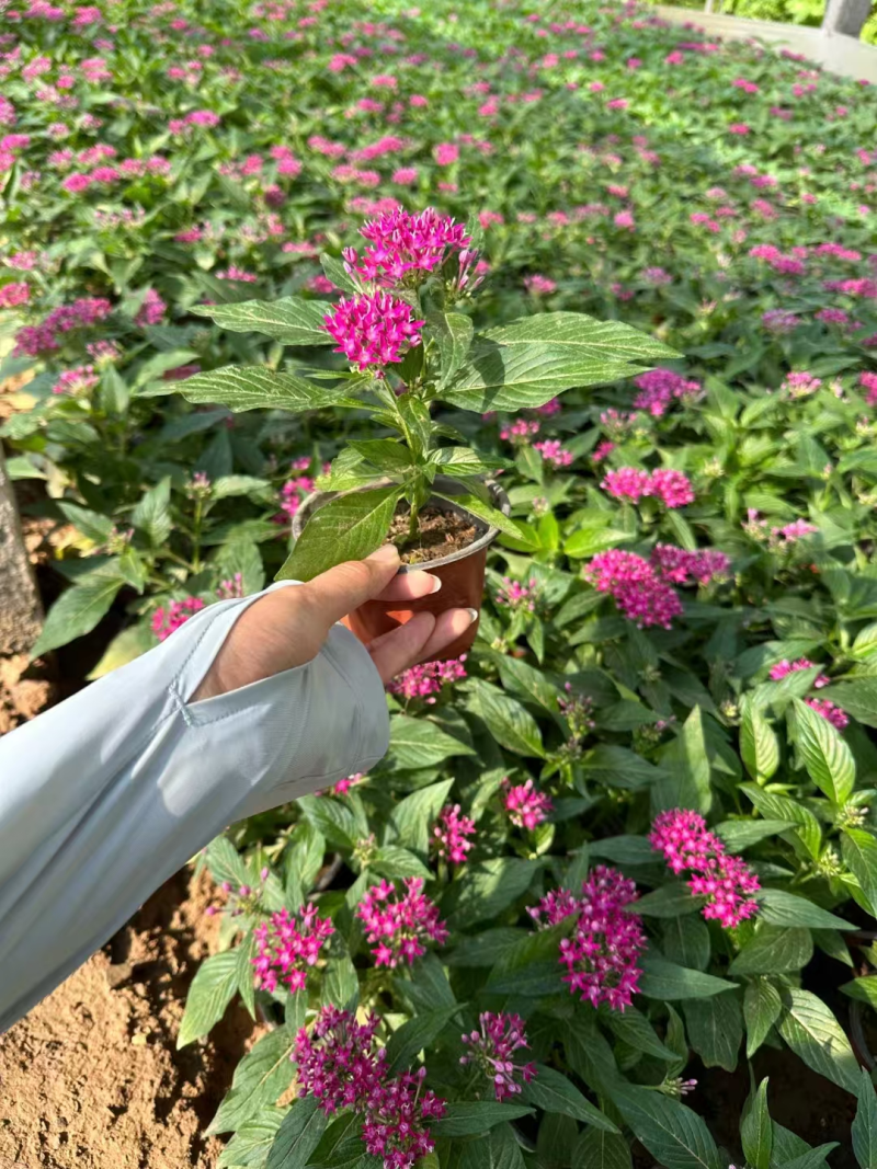 繁星花基地直发品种齐全技术指导量大优惠对接全国