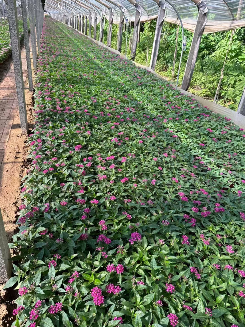 繁星花基地直发品种齐全技术指导量大优惠对接全国