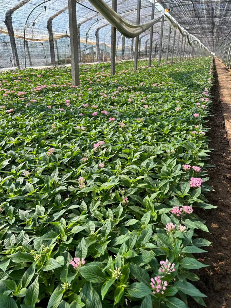 繁星花基地直发品种齐全技术指导量大优惠对接全国