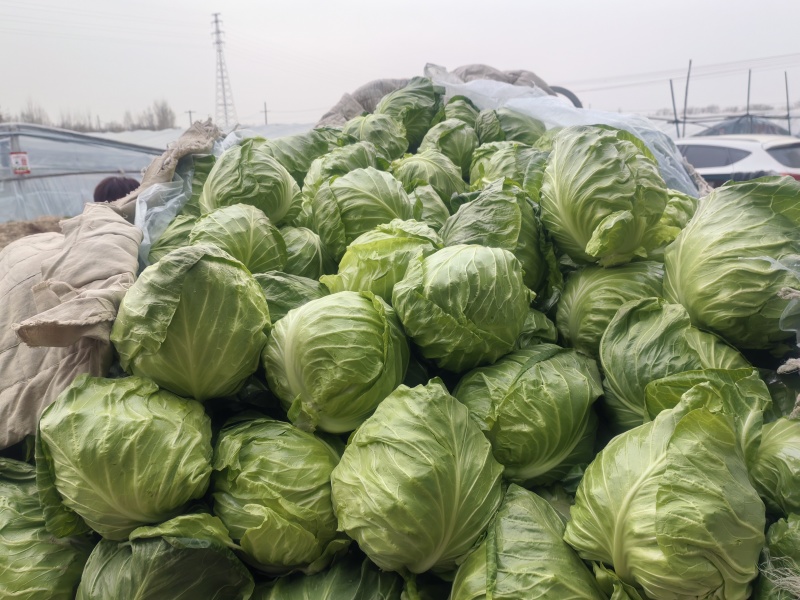 山东聊城甘蓝大量上货中中甘甘蓝产地一手货源稳定供应市场