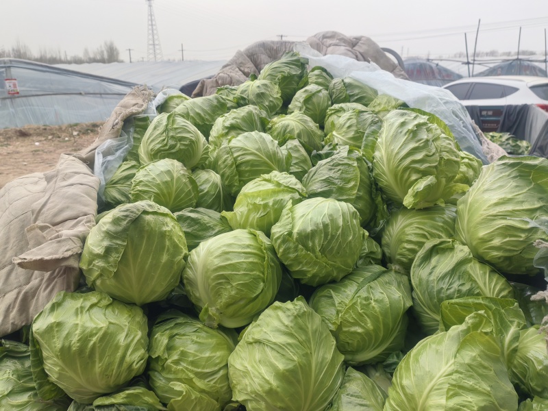山东聊城甘蓝大量上货中中甘甘蓝产地一手货源稳定供应市场