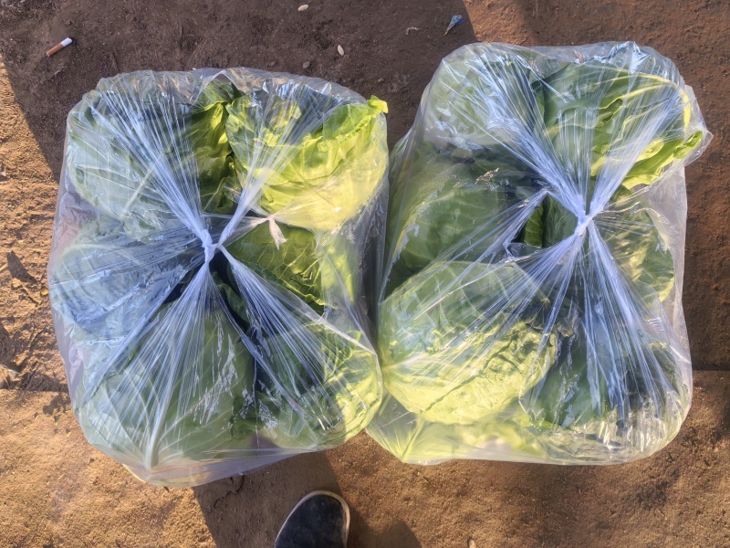 山东聊城甘蓝大量上货中中甘甘蓝产地一手货源稳定供应市场