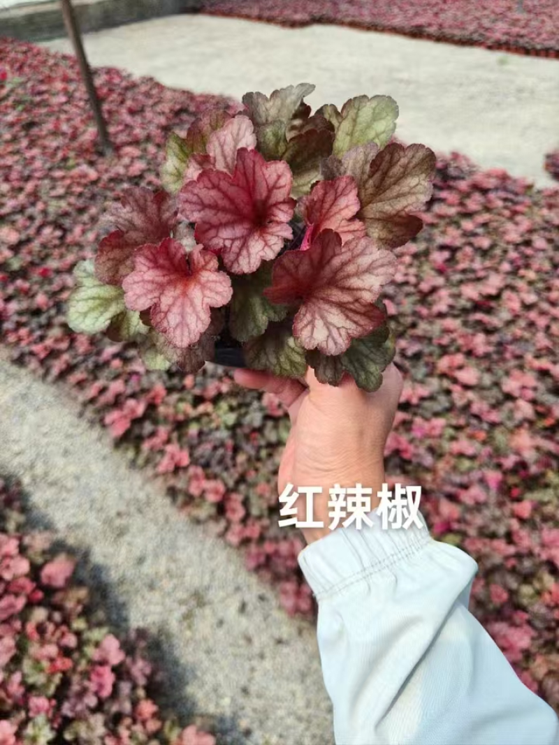 矾根精品矾根基地直发品种齐全技术指导量大优惠
