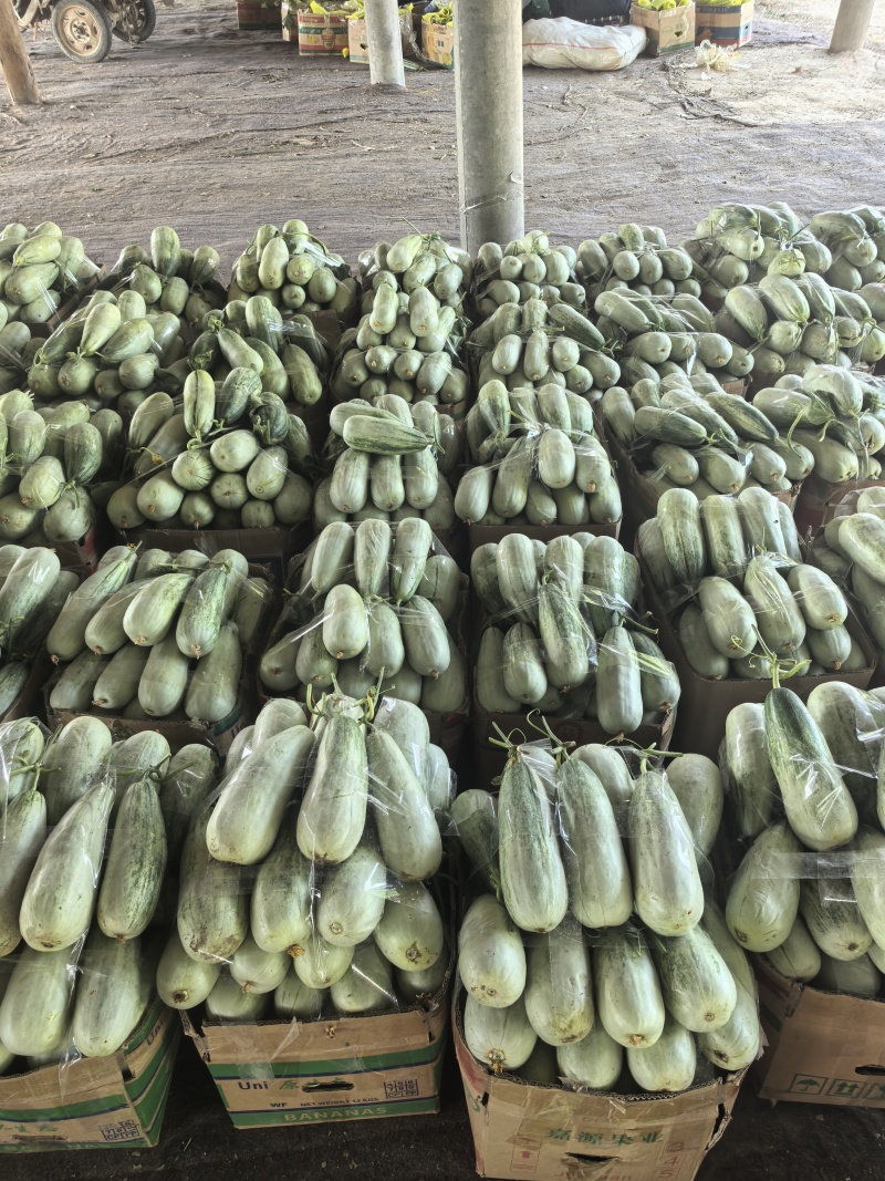 【实力商家】博洋61甜瓜，河南甜瓜，大量上市，保质保量