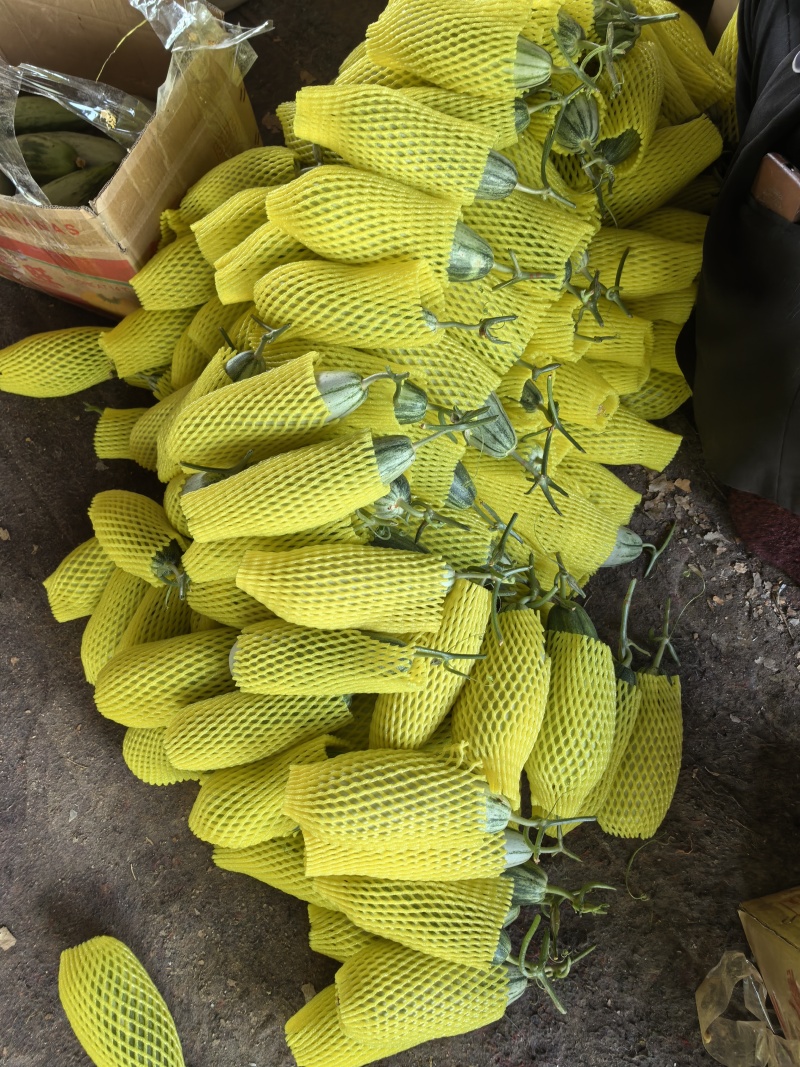 【实力商家】博洋61甜瓜，河南甜瓜，大量上市，保质保量