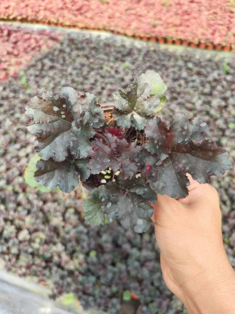 矾根精品矾根基地直发品种齐全技术指导量大优惠