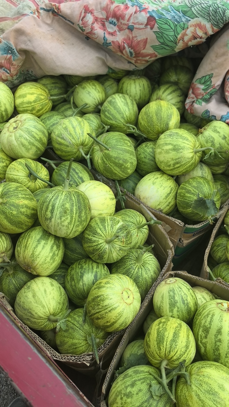 河南精品花蕾甜瓜，脆甜多汁，可对接市场商超