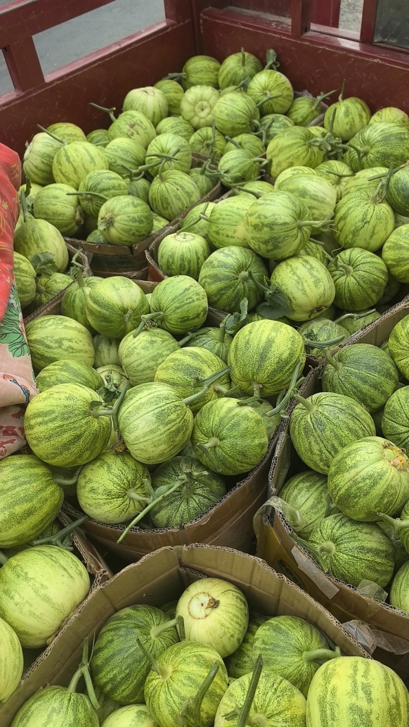 河南精品花蕾甜瓜，脆甜多汁，可对接市场商超