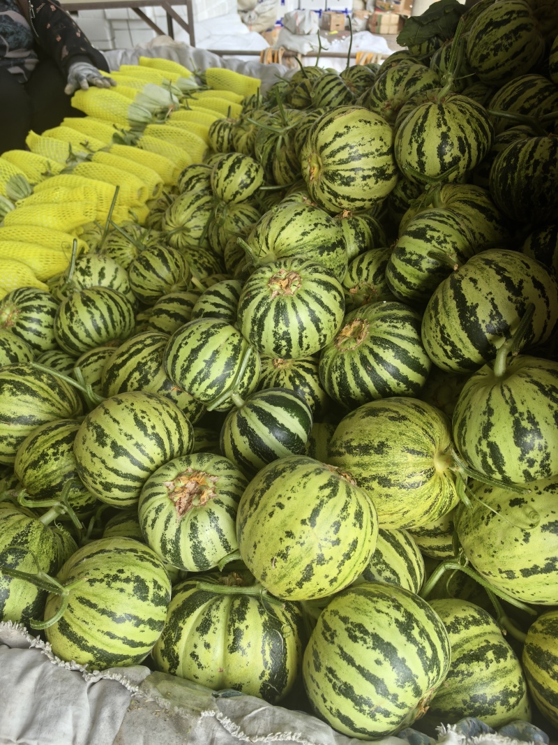 河南精品花蕾甜瓜，脆甜多汁，可对接市场商超