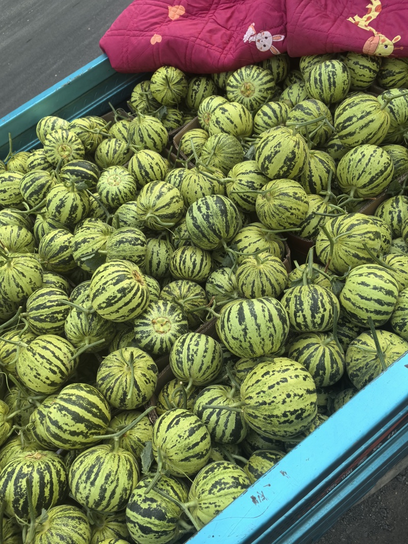 河南精品花蕾甜瓜，脆甜多汁，可对接市场商超