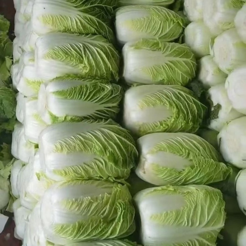 陆地黄心大白菜