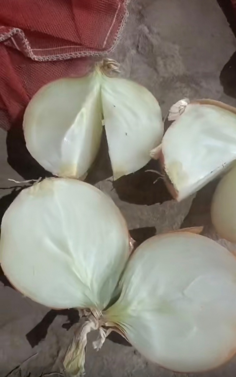 热卖黄皮洋葱，蔬菜基地，大量供用，全国发货欢迎联系