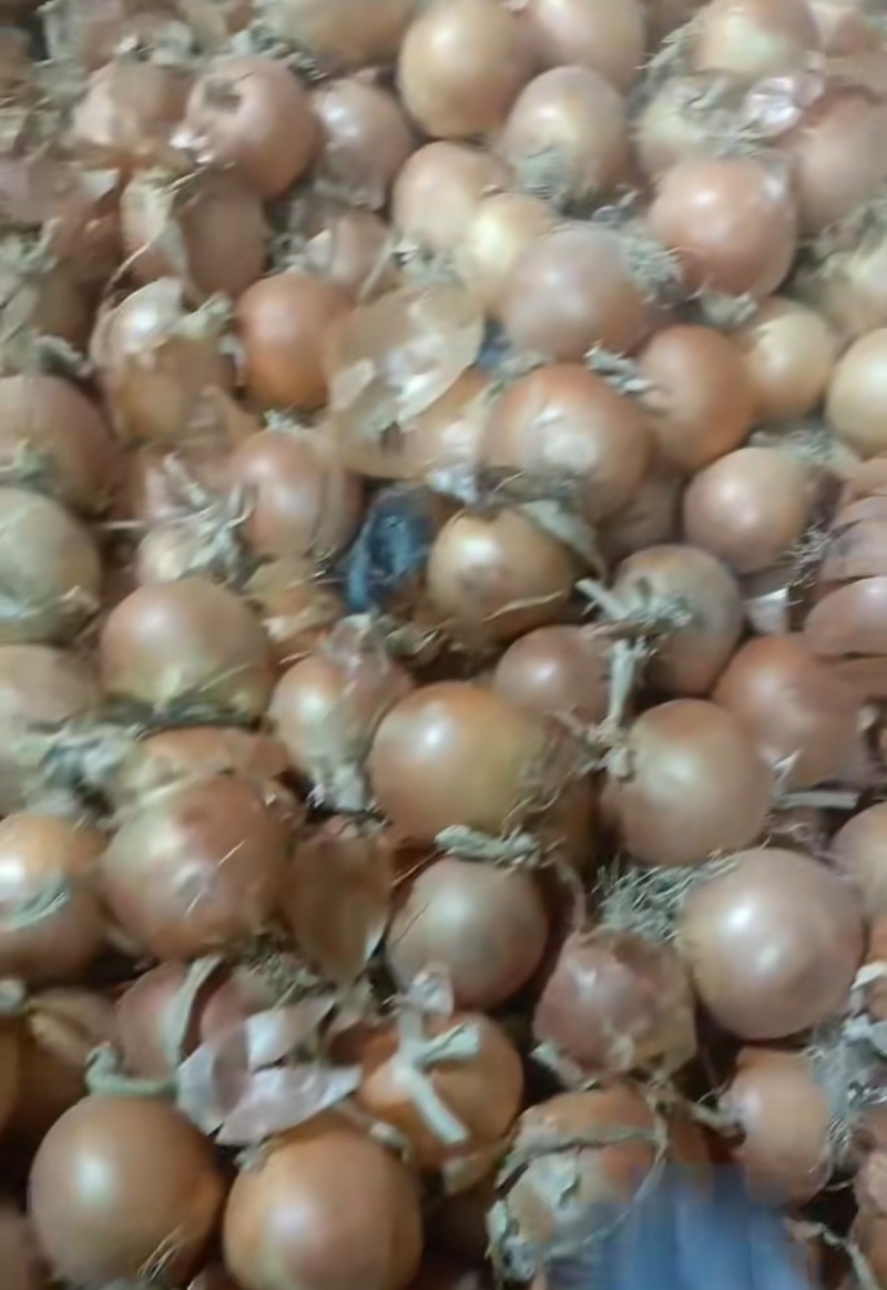 热卖黄皮洋葱，蔬菜基地，大量供用，全国发货欢迎联系