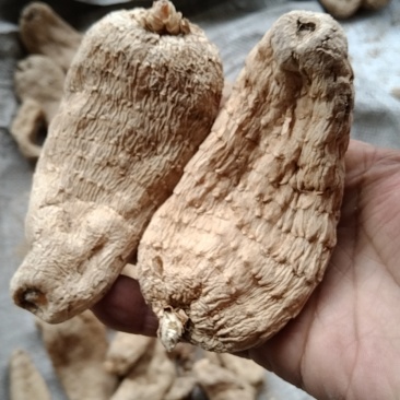 天麻，陕西安康宁陕县深山天麻个子，干度足规格齐全。