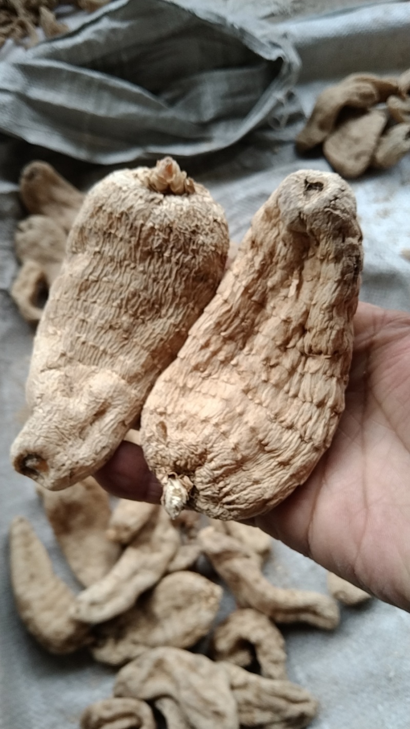 天麻，陕西安康宁陕县深山天麻个子，干度足规格齐全。