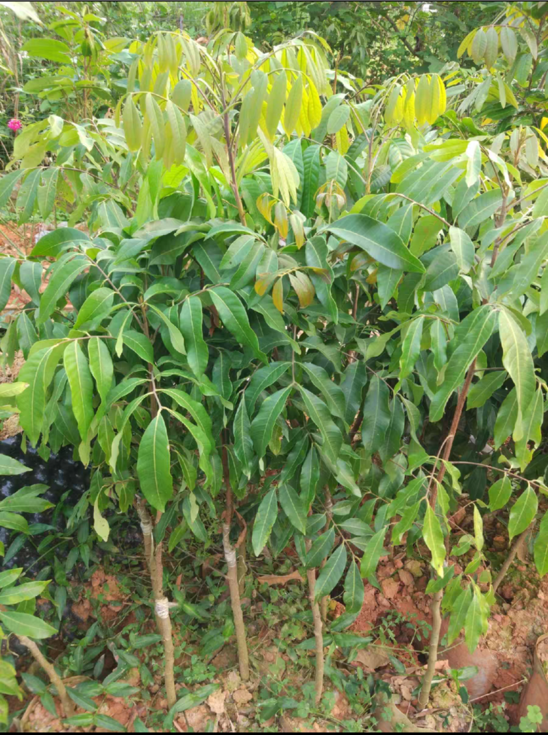 储良龙眼苗，嫁接苗，苗子漂亮