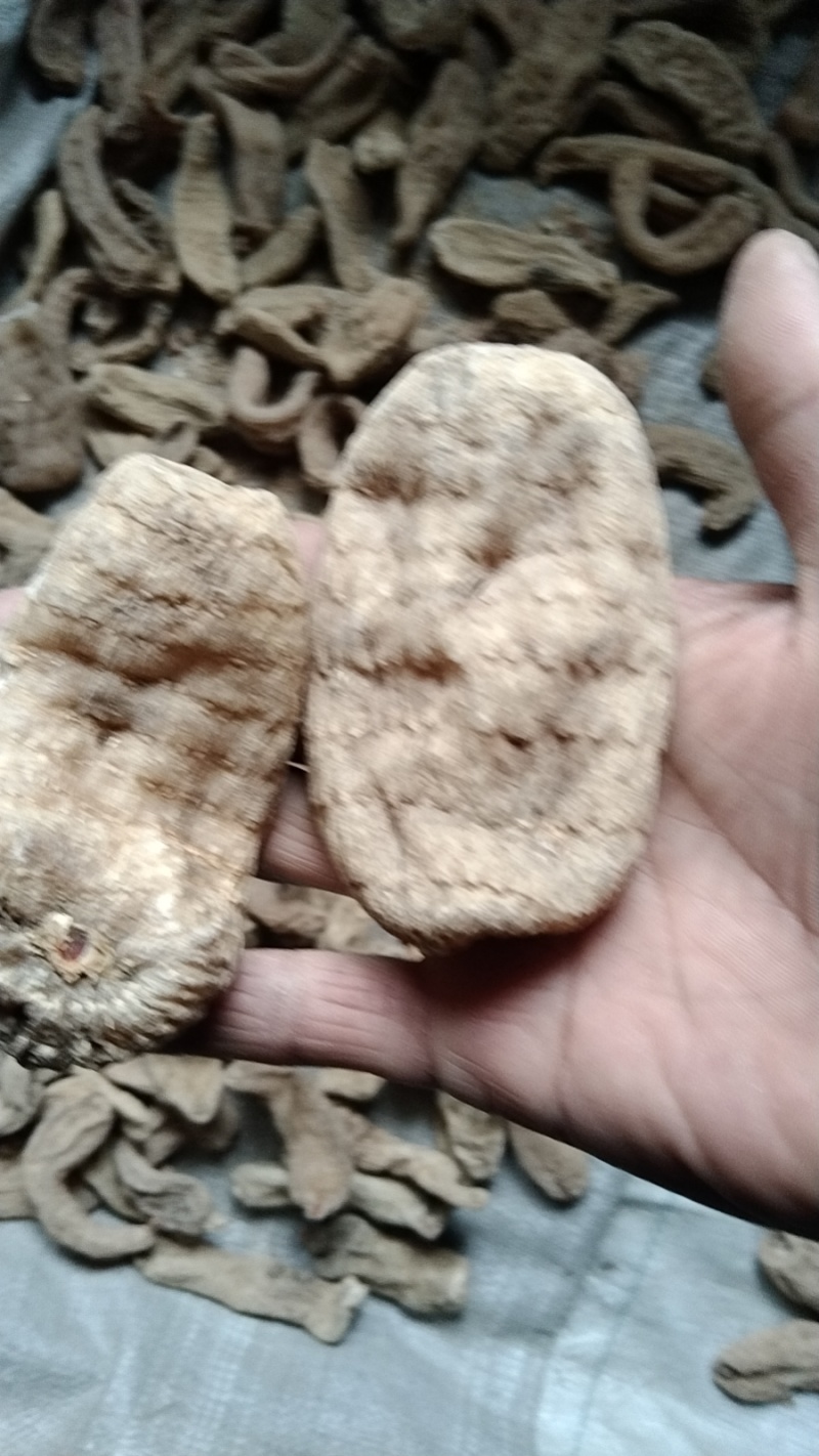 天麻，陕西安康宁陕县深山天麻个子，干度足规格齐全。