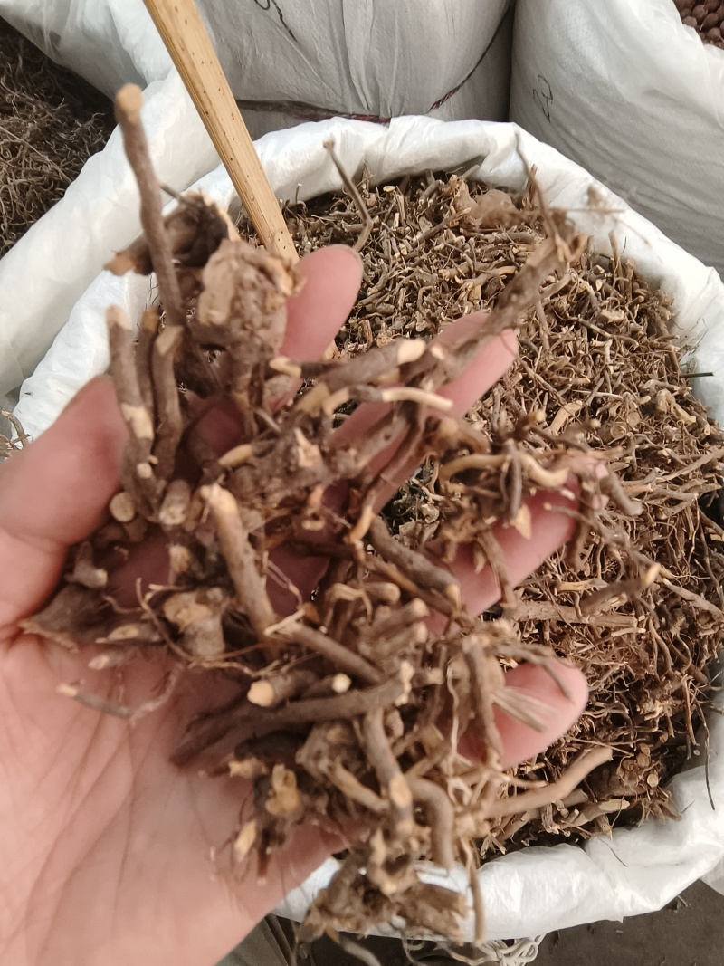 三月泡茅莓根货源充足，保证质量10公斤以上更优