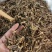 三月泡茅莓根货源充足，保证质量10公斤以上更优
