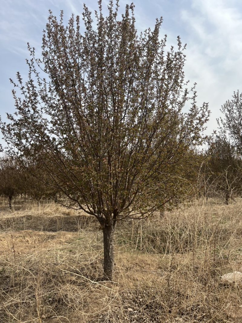 绚丽海棠苗圃直发土质好成活率高指树挖树