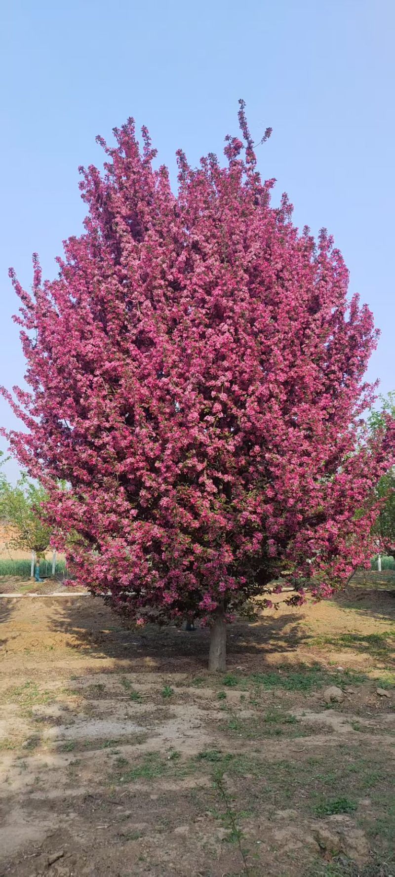 绚丽海棠苗圃直发土质好成活率高指树挖树