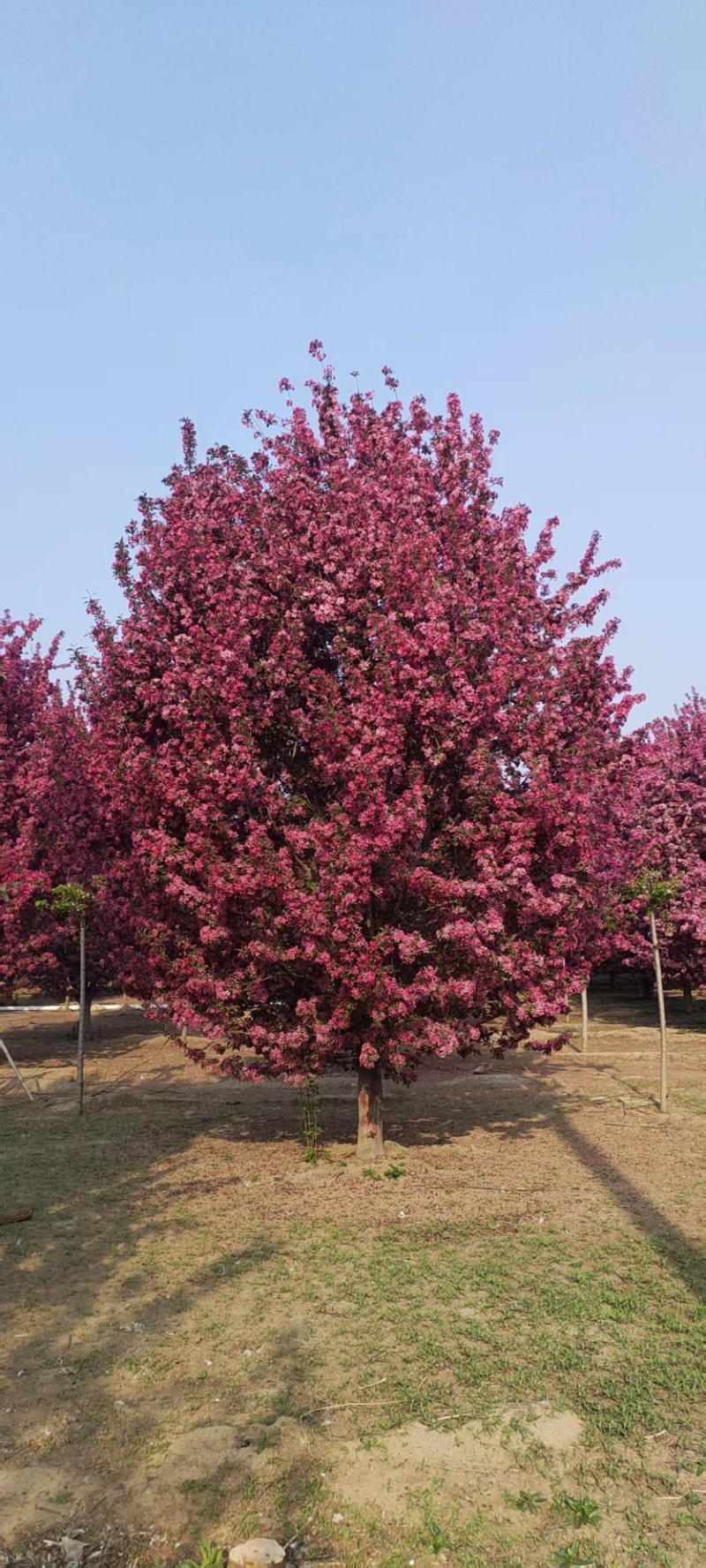 绚丽海棠苗圃直发土质好成活率高指树挖树