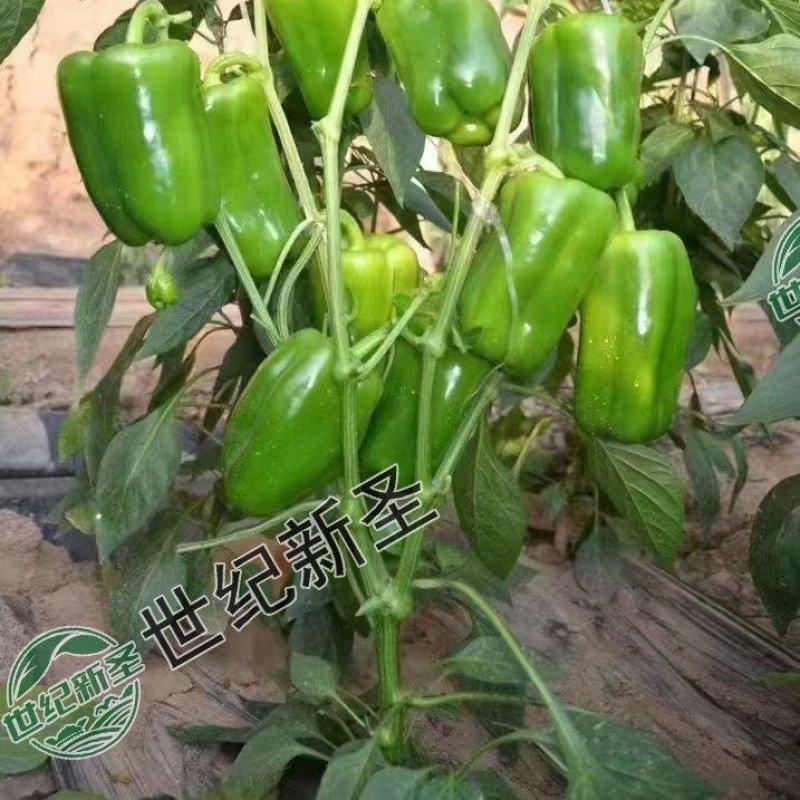 太空椒苗辣椒苗方椒苗基地直发皮薄肉厚灯笼椒苗菜椒苗牛角椒