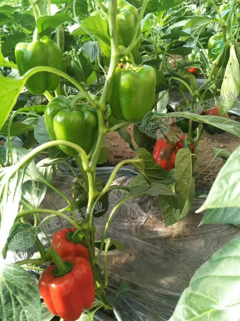 太空椒苗辣椒苗方椒苗基地直发皮薄肉厚灯笼椒苗菜椒苗牛角椒