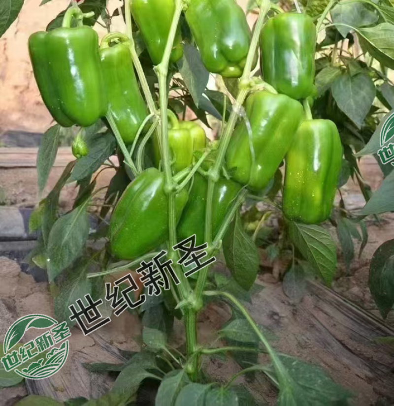太空椒苗辣椒苗方椒苗基地直发皮薄肉厚灯笼椒苗菜椒苗牛角椒