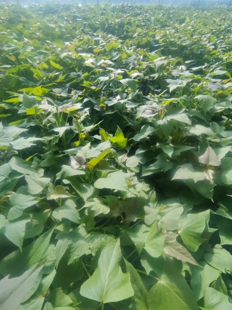 河南洛阳本地育苗场！西瓜红/商薯19红薯苗批发量大优惠