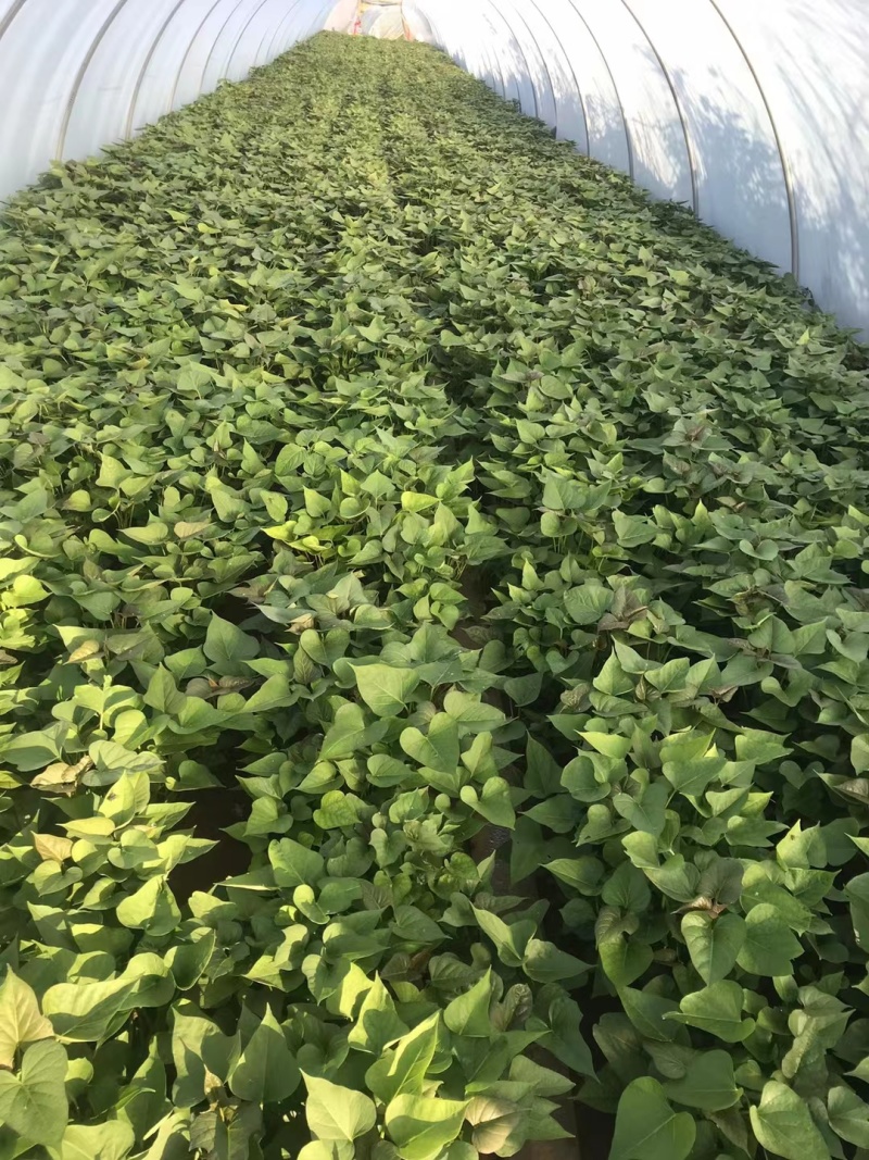 河南洛阳本地育苗场！西瓜红/商薯19红薯苗批发量大优惠