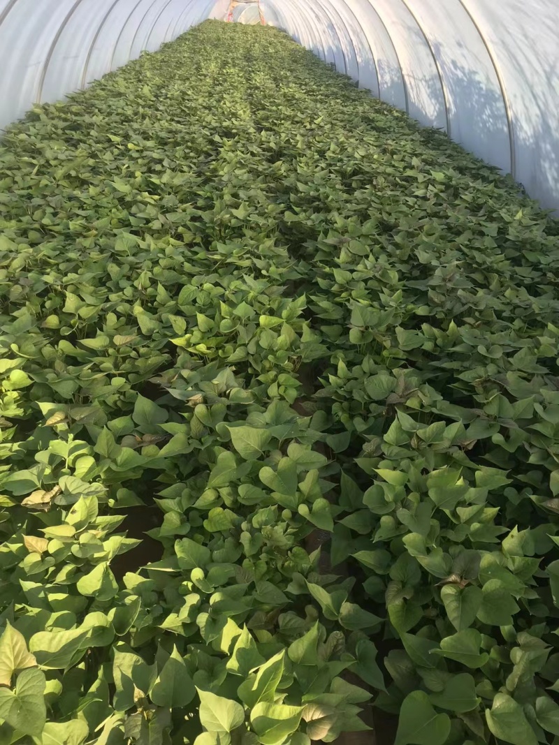 河南洛阳本地育苗场！西瓜红/商薯19红薯苗批发量大优惠