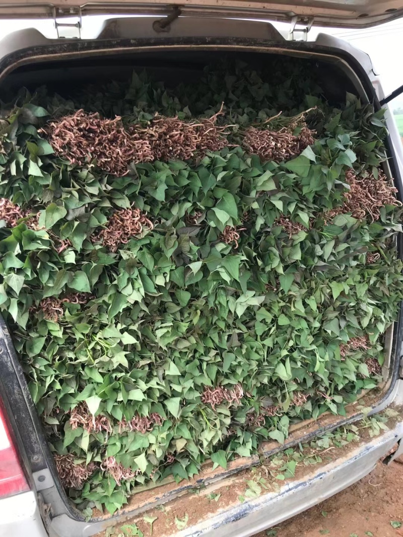 河南洛阳本地育苗场！西瓜红/商薯19红薯苗批发量大优惠