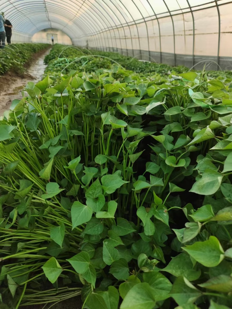 河南洛阳本地育苗场！西瓜红/商薯19红薯苗批发量大优惠