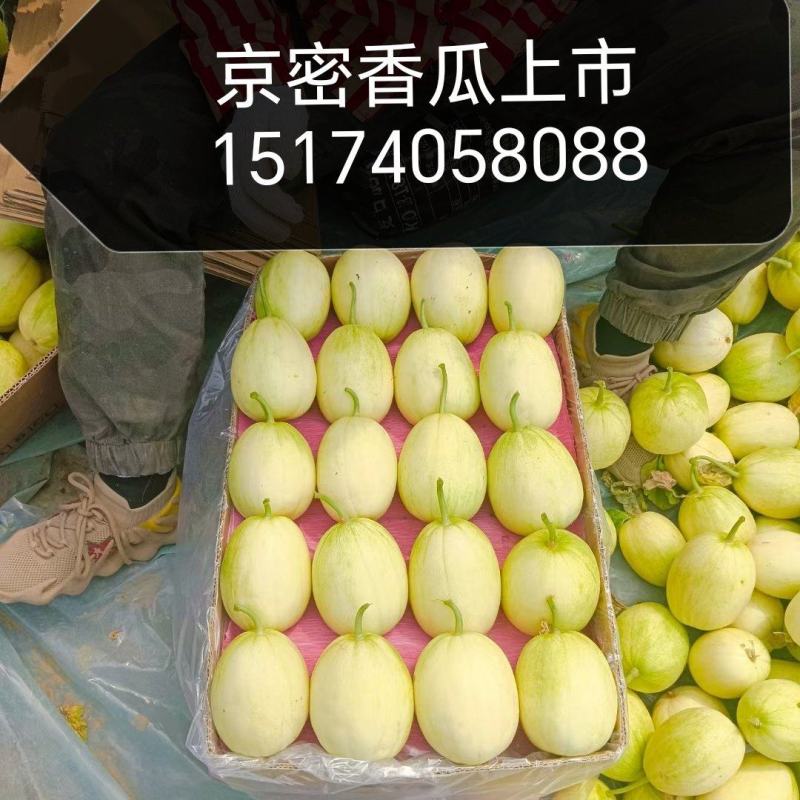 陆地直根京密和暖冷棚吊秧京蜜香瓜，4月一6月大量上市