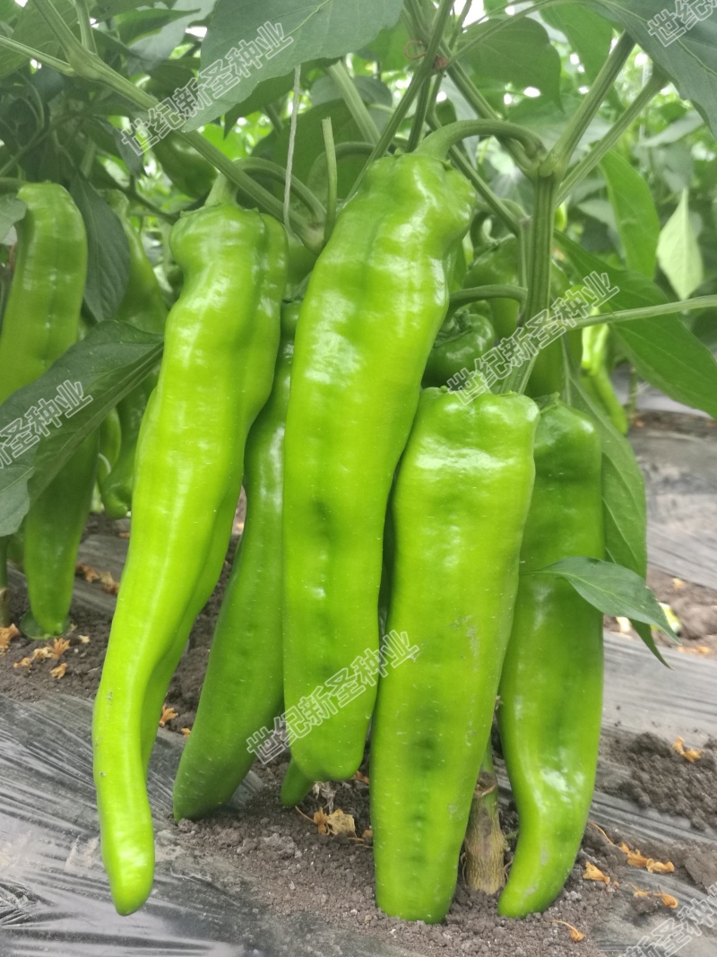 太空椒苗辣椒苗方椒苗基地直发皮薄肉厚灯笼椒苗菜椒苗牛角椒
