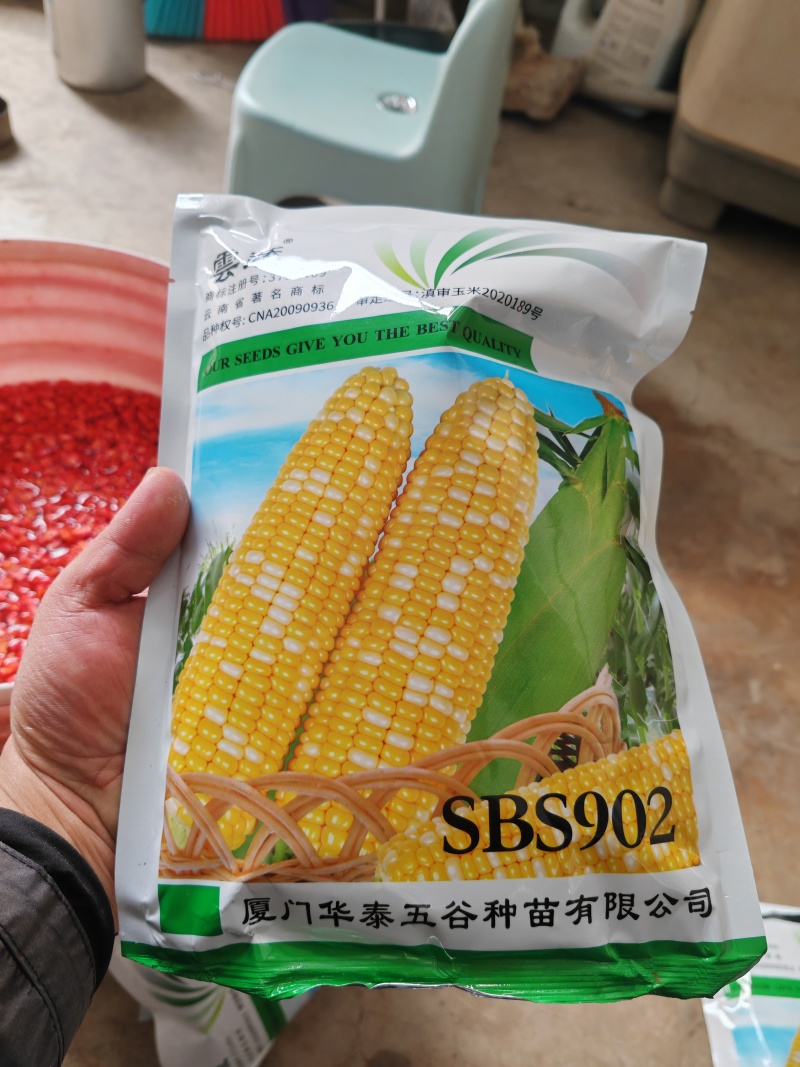 云南精品玉米苗基地直发品质保证量大从优一手货源