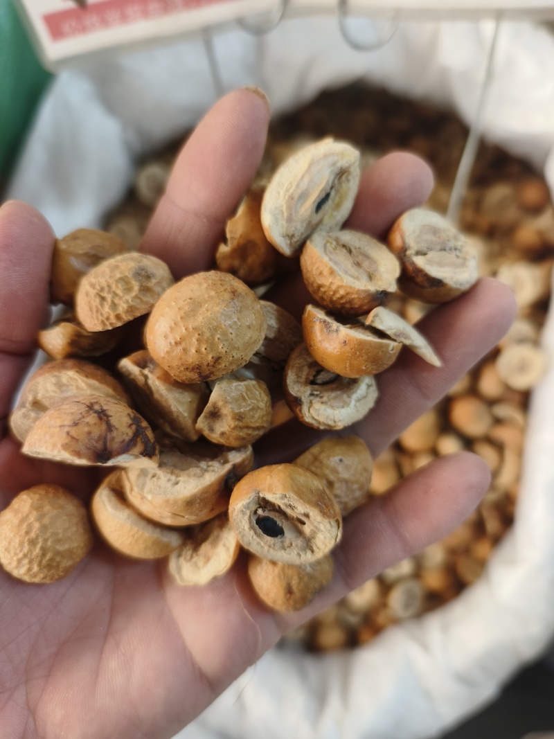 中药材川楝子批发零售保证质量