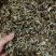 中药材猫须草肾茶批发零售保证质量