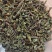 中药材猫须草肾茶批发零售保证质量