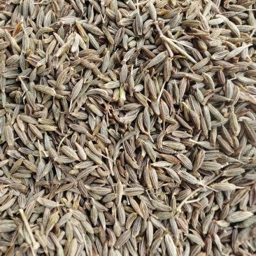 甘肃孜然种植大户，精品货，大量供应