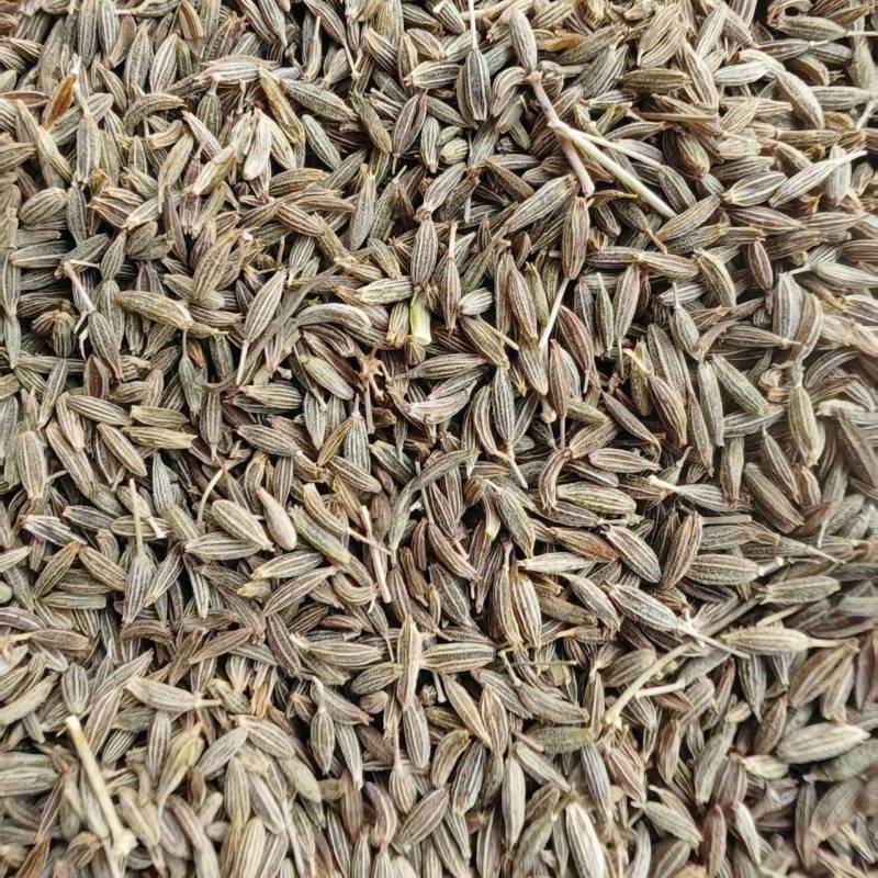 甘肃孜然种植大户，精品货，大量供应