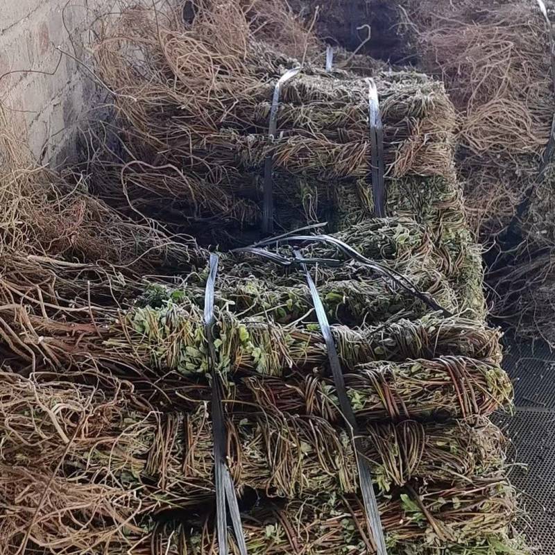 小叶鸡骨草