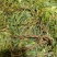 小叶鸡骨草
