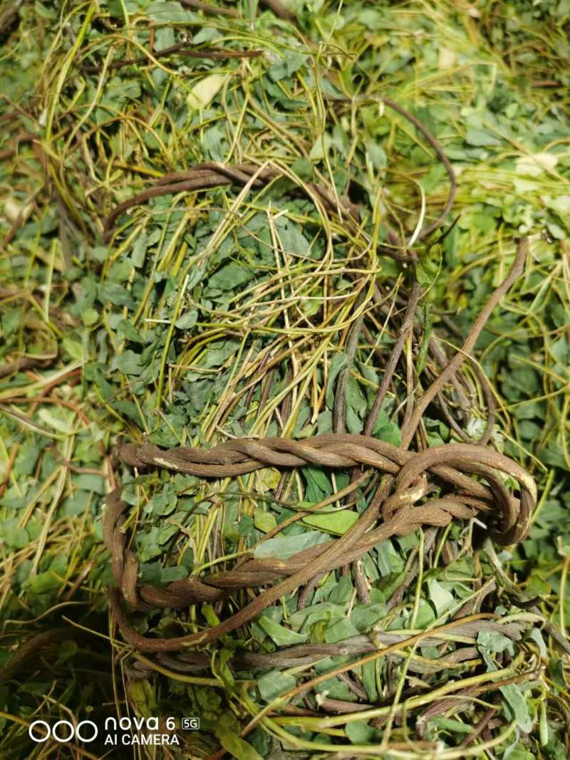 小叶鸡骨草