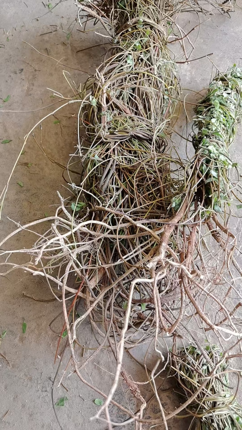 小叶鸡骨草