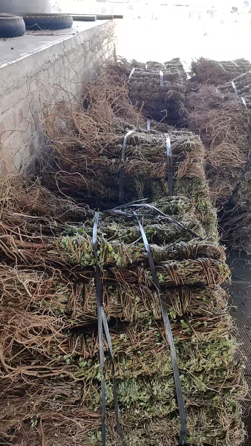 小叶鸡骨草