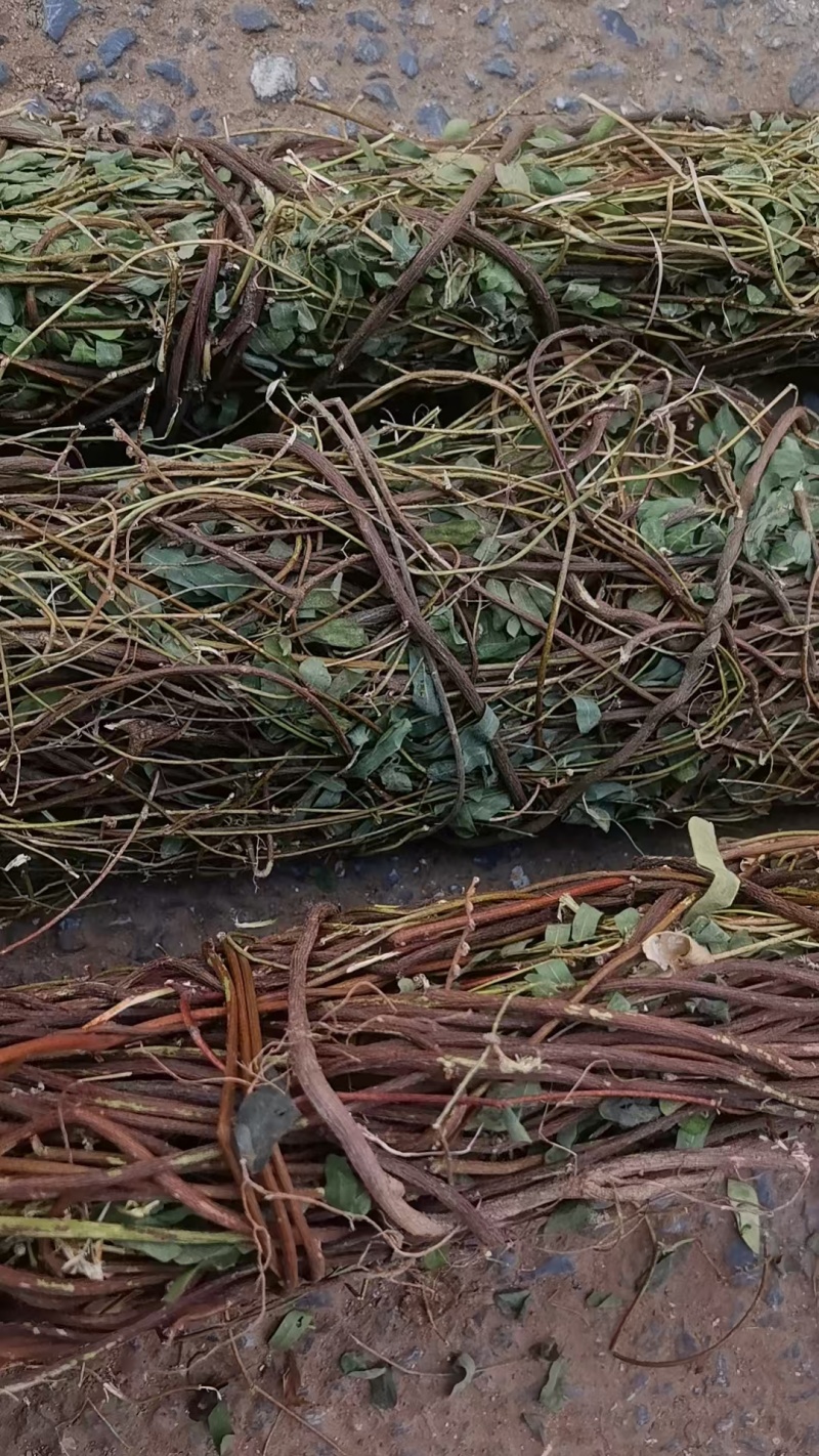 小叶鸡骨草