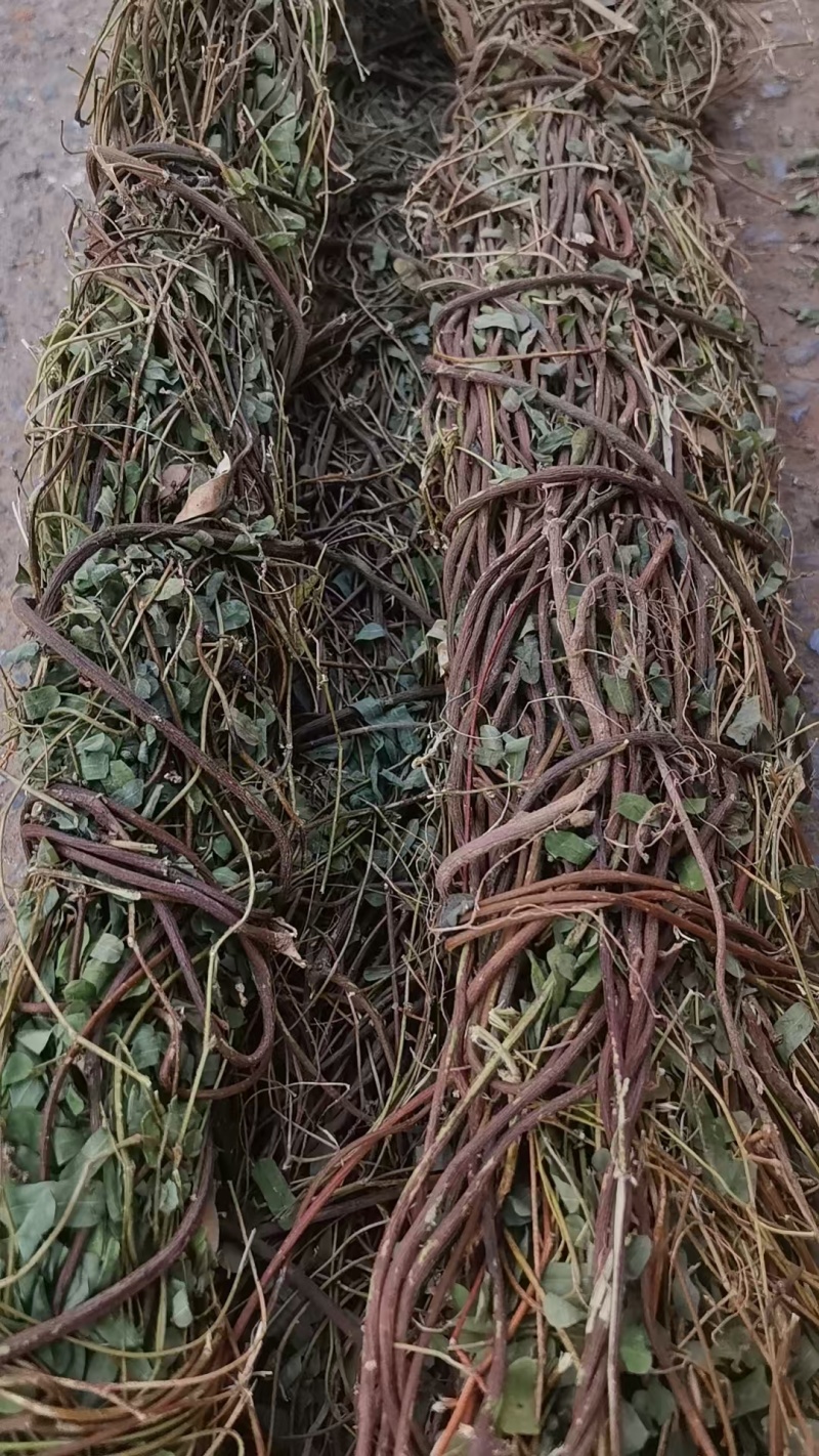 小叶鸡骨草